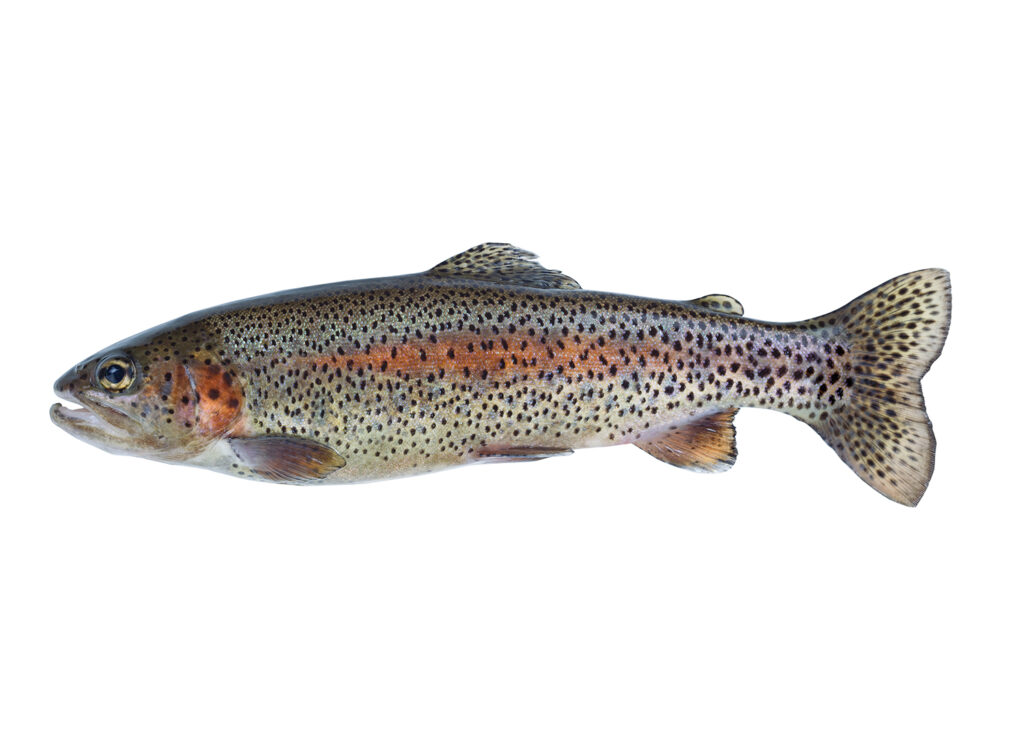 Rainbow Trout