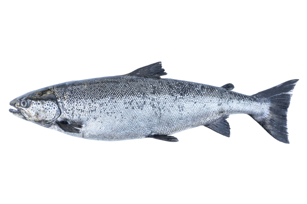 Image of atlantic salmon