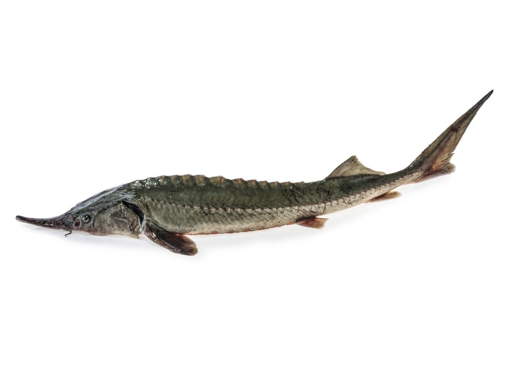 Sturgeon