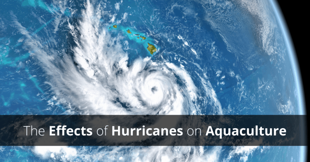 Hurricane effects on aquaculture