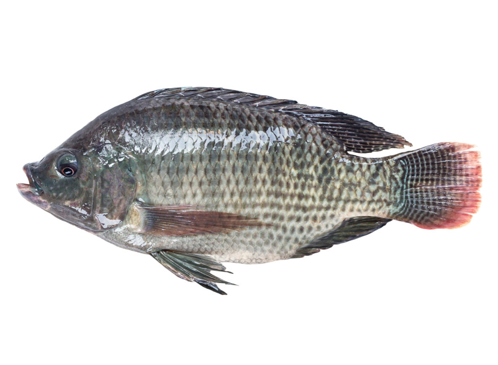 Tilapia