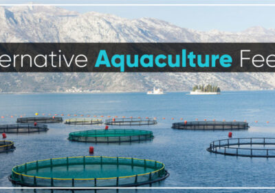 Alternative Aquaculture Feeds