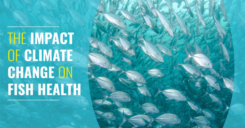 Climate Change impacts on Fish Health Blog