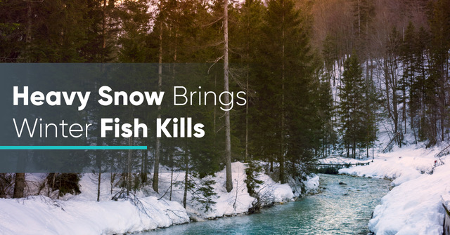 Winter Fish Kills